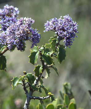 2009-03-30_21  Musk Bush Detail TN.jpg - 46404 Bytes